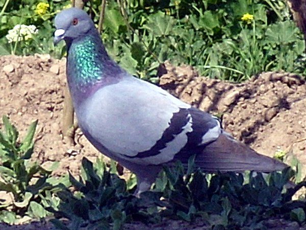 Kaya Güvercini