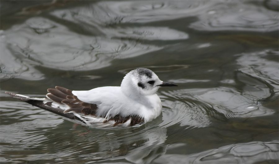 Little Gull