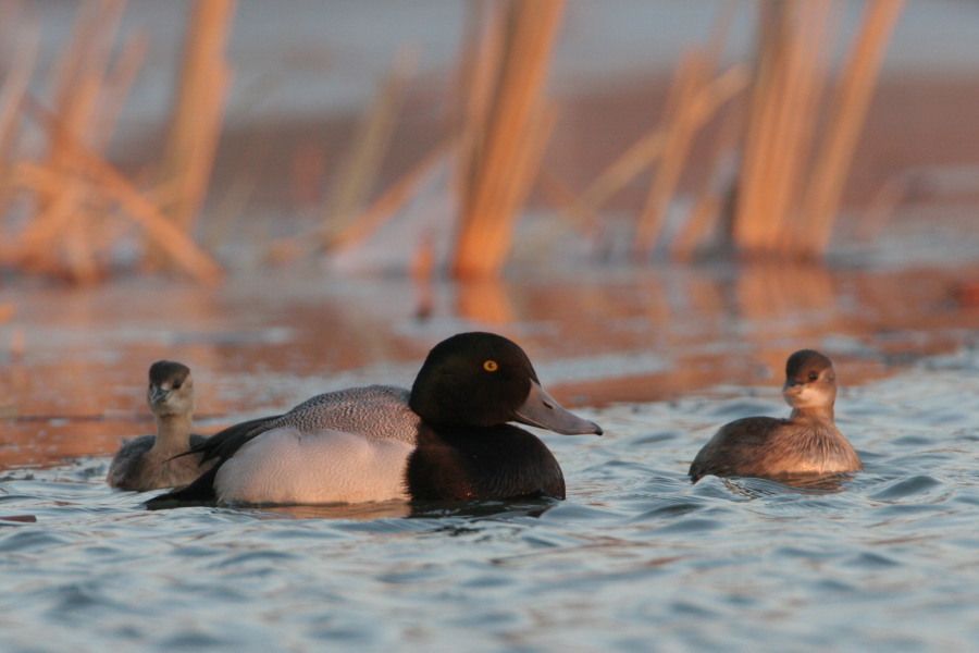 Greater Scaup