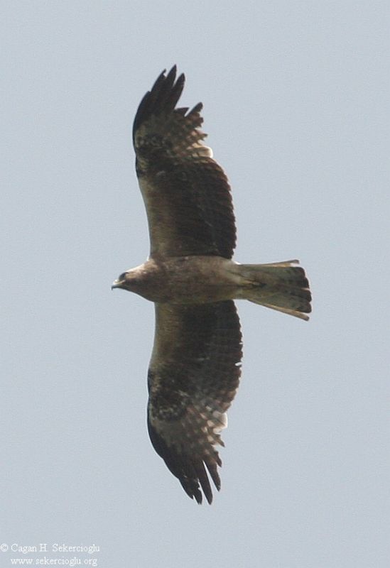Küçük Kartal