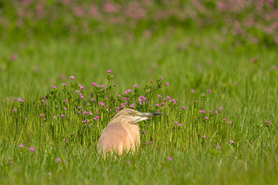 Squacco Heron