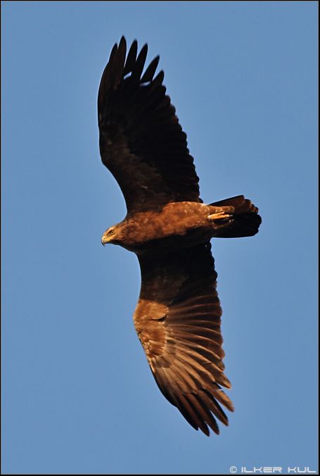 Lesser Spotted Eagle