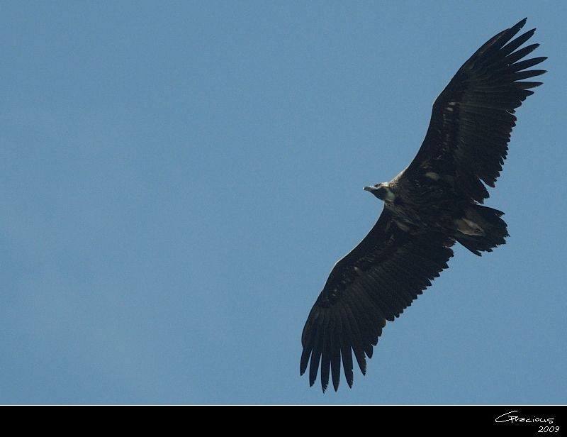 Cinereous Vulture