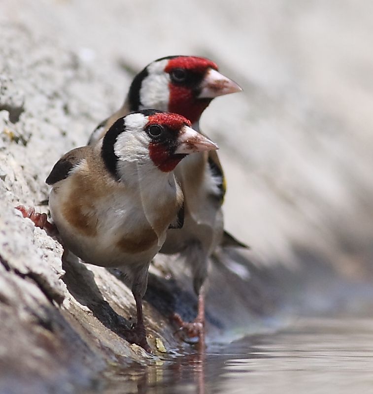 European Goldfinch