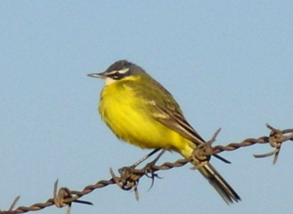 Western Yellow Wagtail