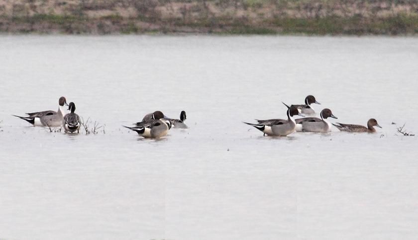 Northern Pintail