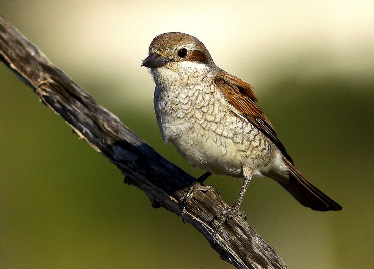 Red-backed Shrike