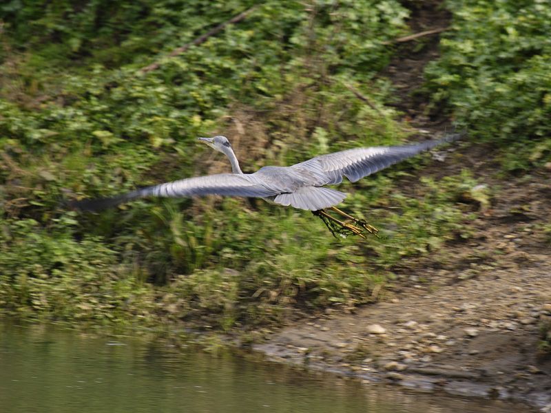 Grey Heron