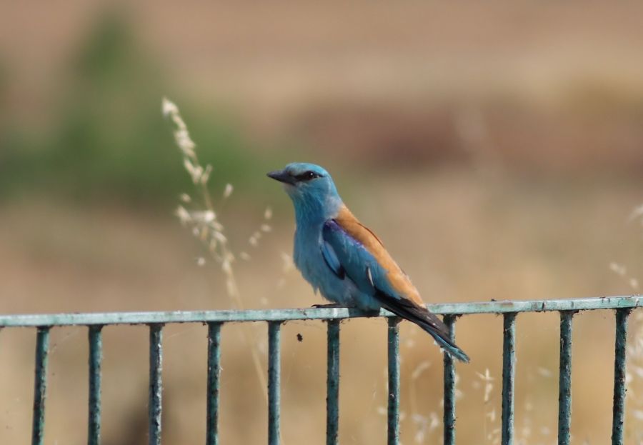 European Roller