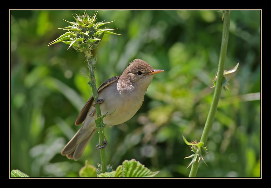 Eastern Olivaceous Warbler