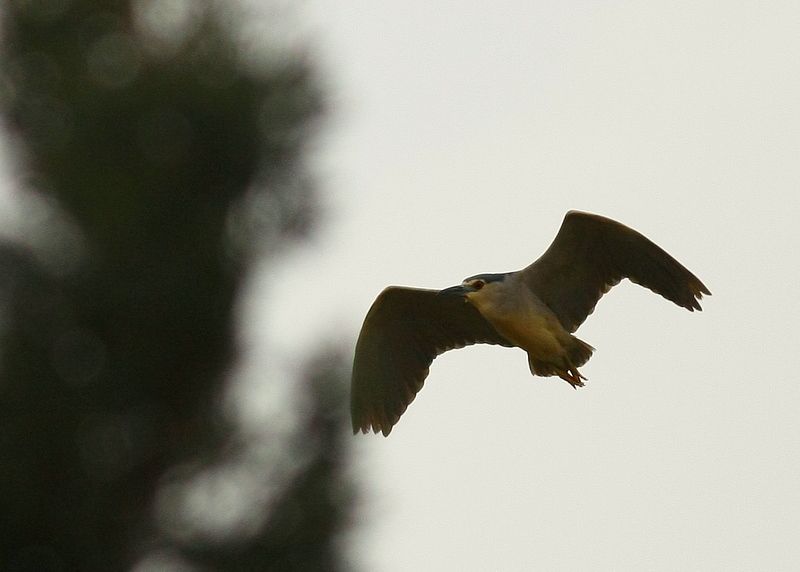 Black-crowned Night Heron
