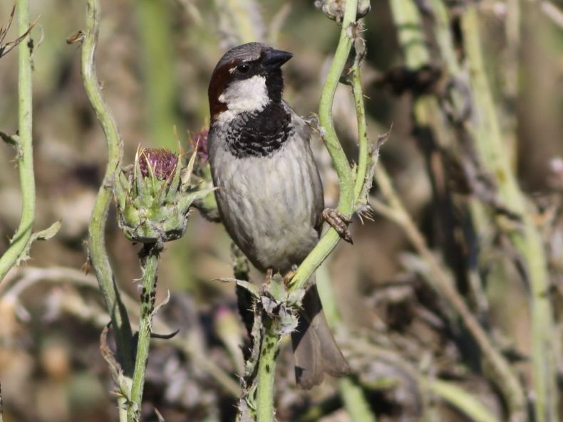 House Sparrow