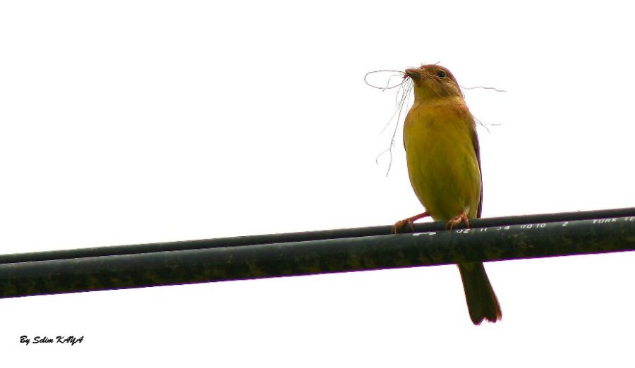 Black-headed Bunting