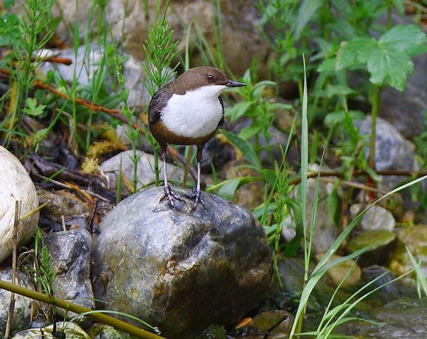 White-throated Dipper
