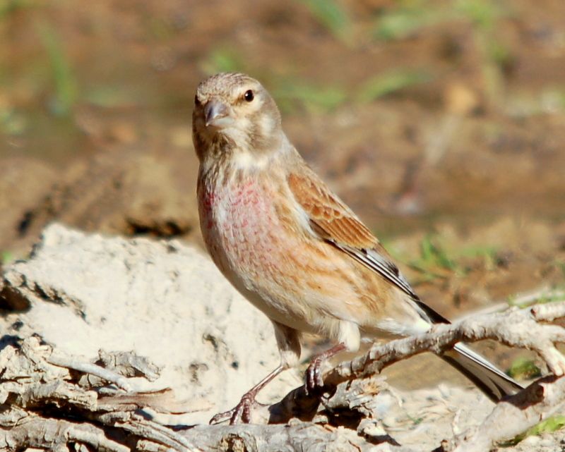 Common Linnet