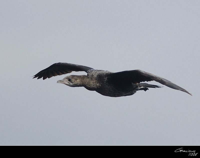 Pygmy Cormorant