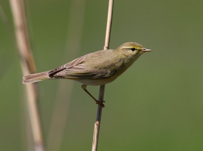 Willow Warbler