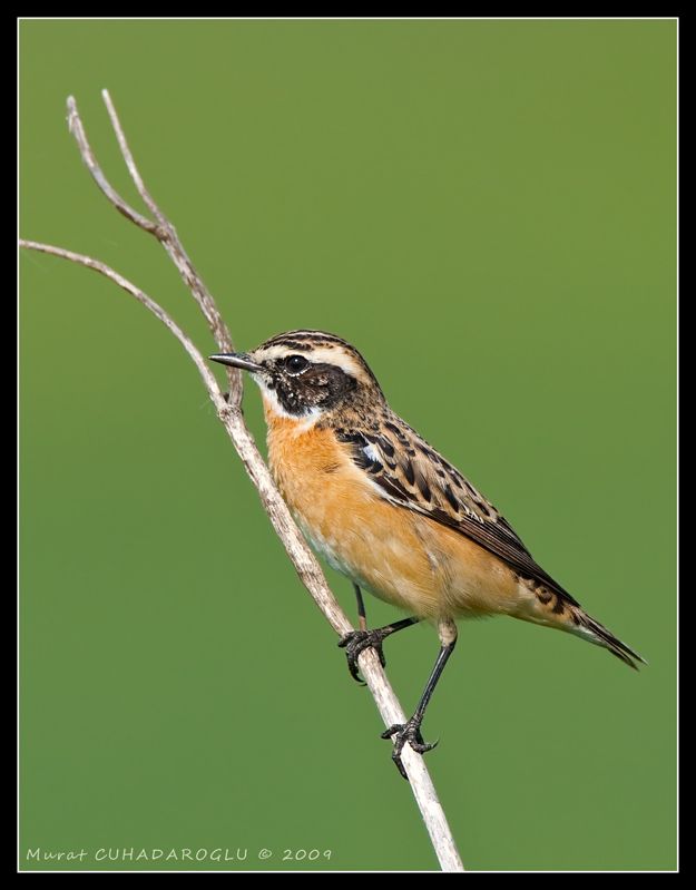 Whinchat