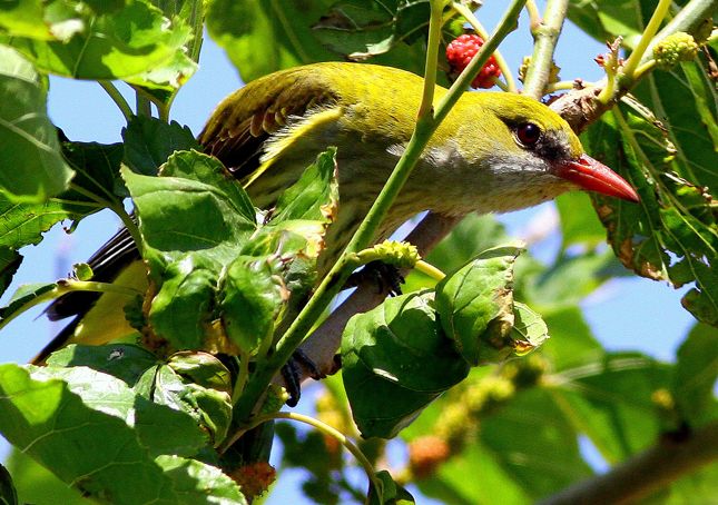Eurasian Golden Oriole