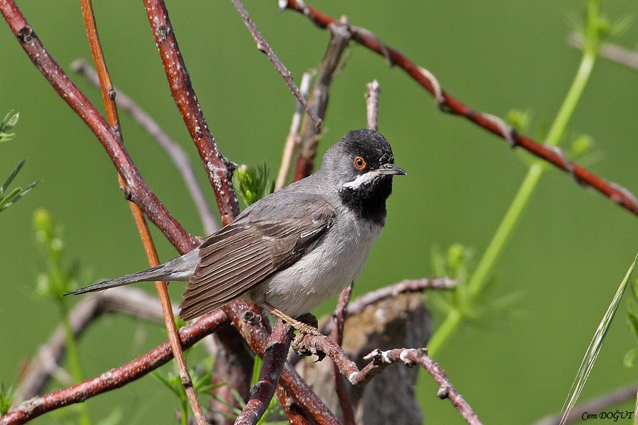 Rüppell`s Warbler
