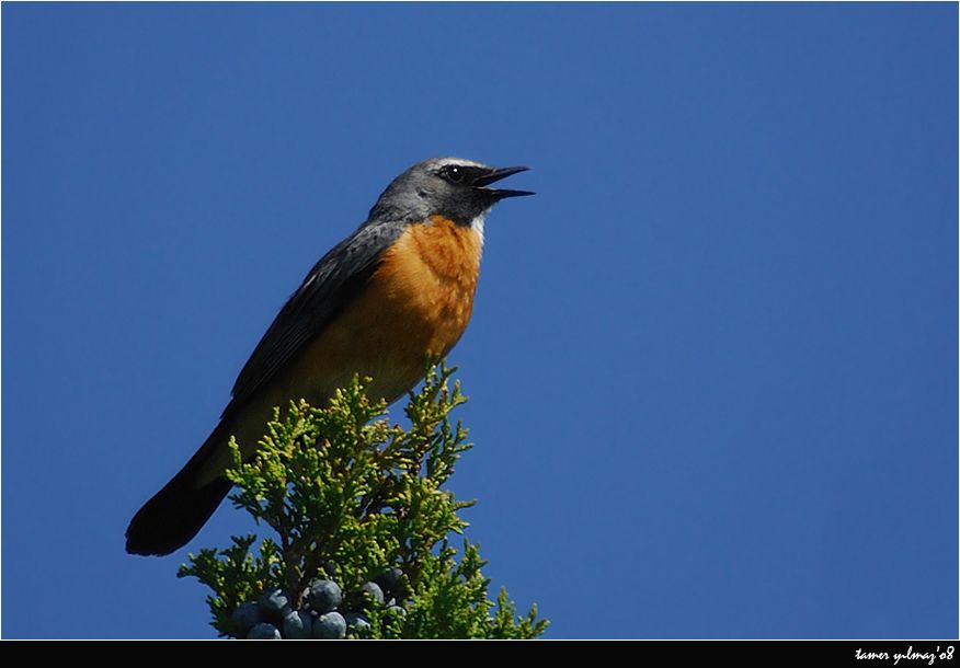 White-throated Robin