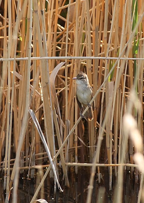 Great Reed Warbler