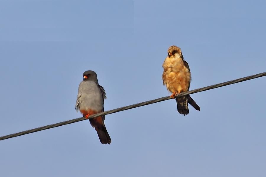 Red-footed Falcon