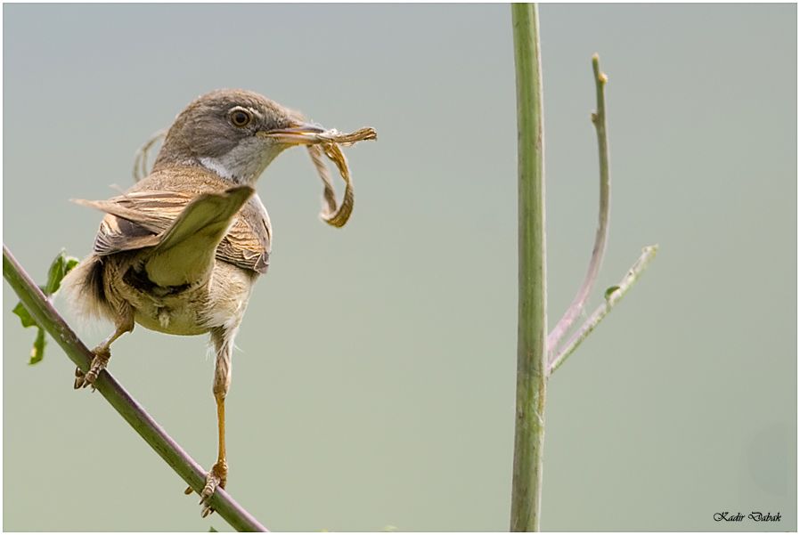 Common Whitethroat