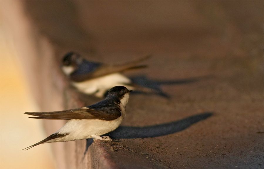 Western House Martin