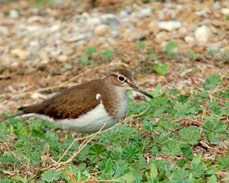 Common Sandpiper