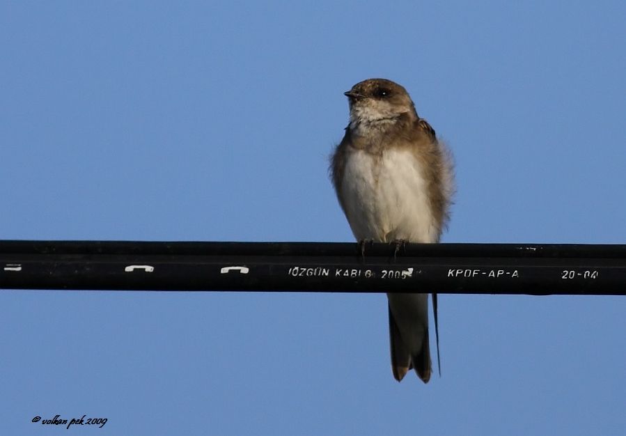 Sand Martin