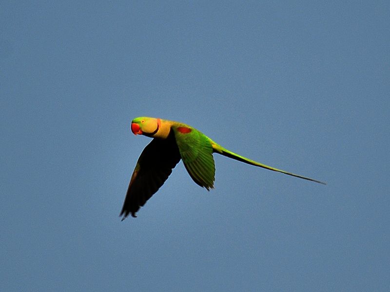 Alexandrine Parakeet