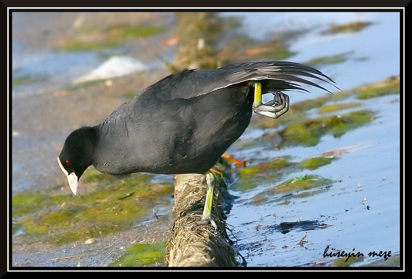 Eurasian Coot