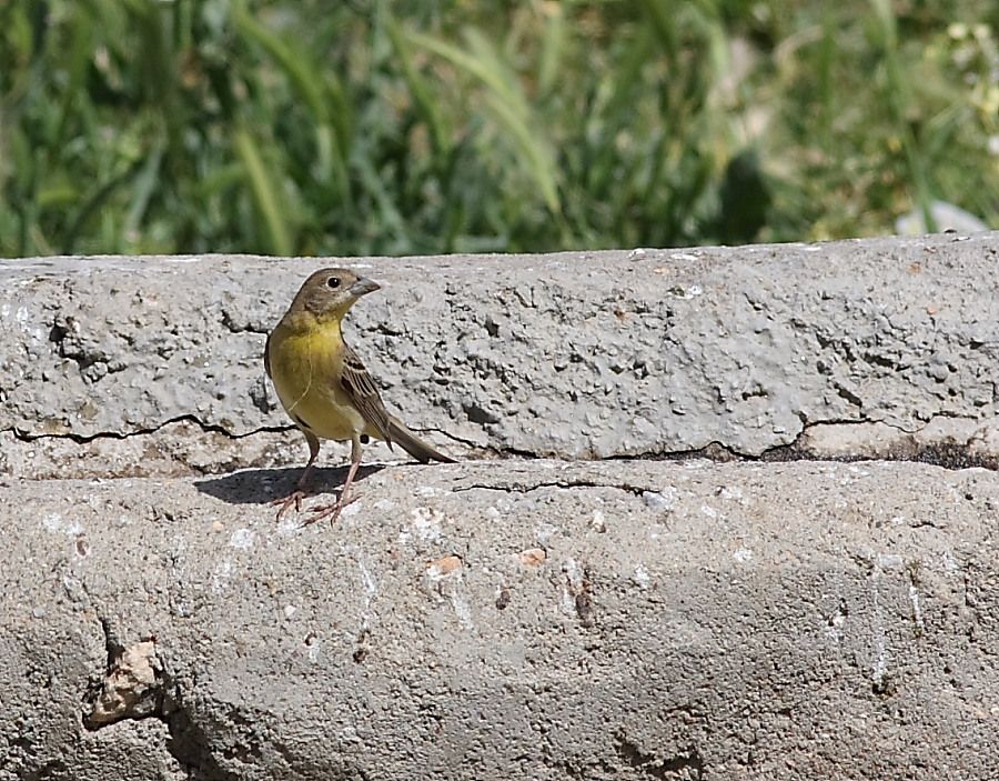Black-headed Bunting