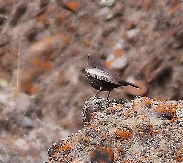 Ring Ouzel