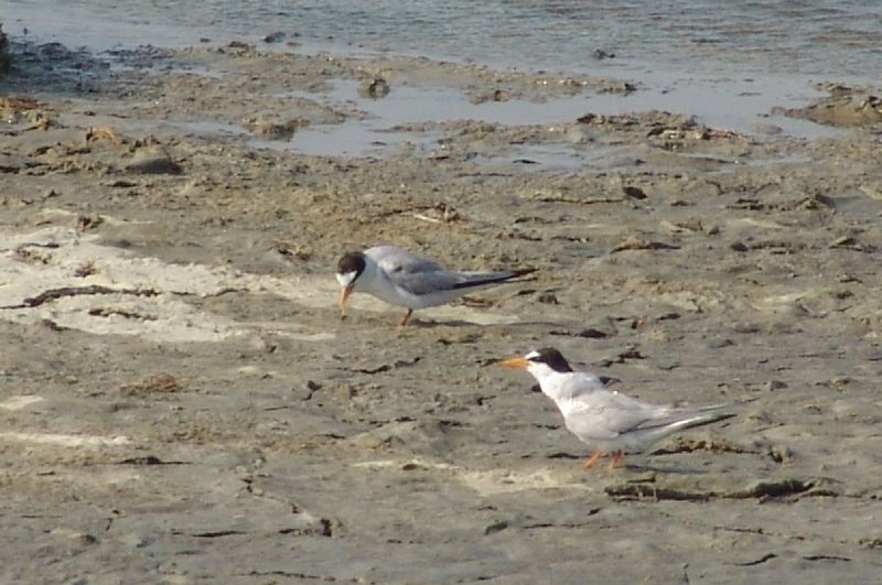 Little Tern