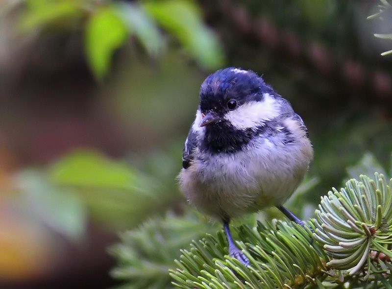 Coal Tit