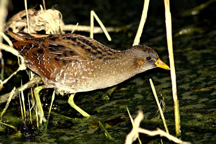 Spotted Crake