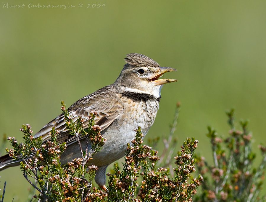 Calandra Lark