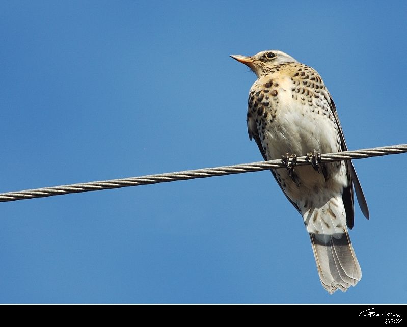 Fieldfare