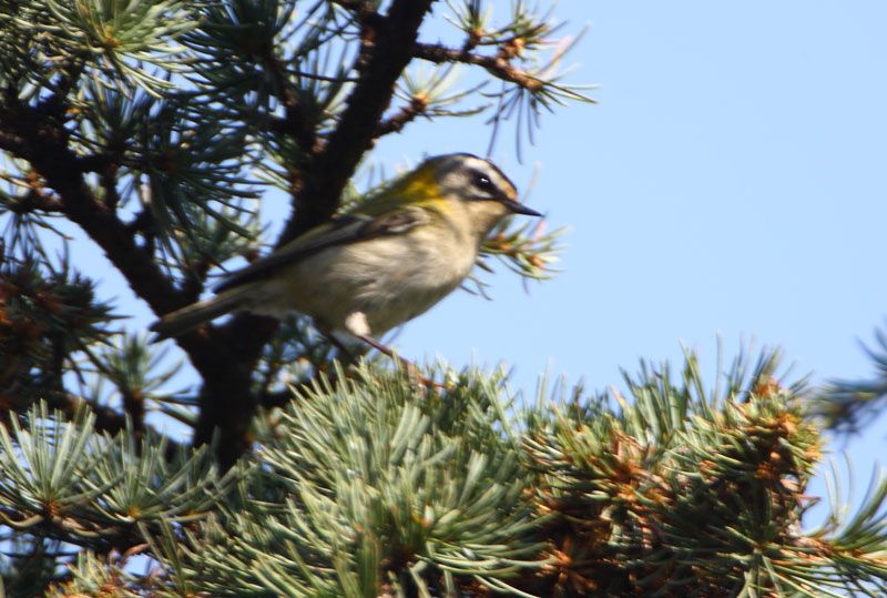 Common Firecrest