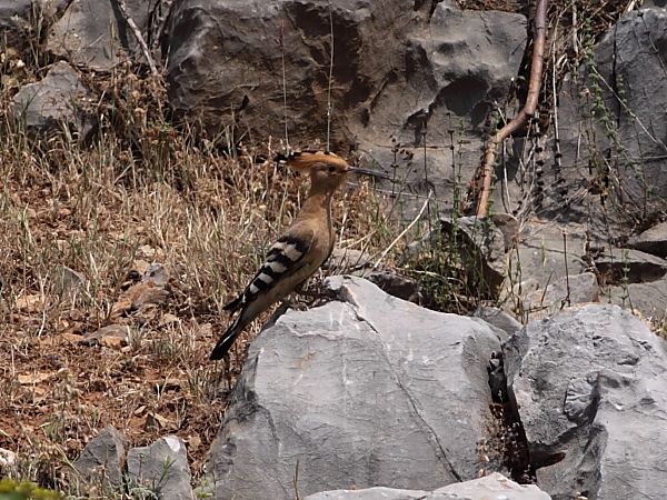 Common Hoopoe