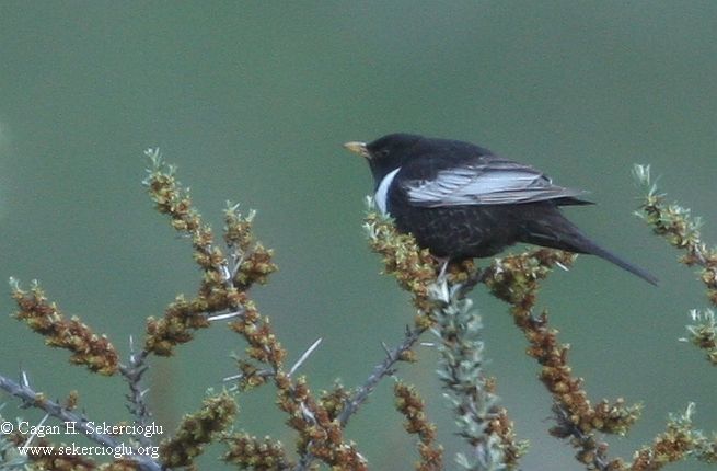 Ring Ouzel