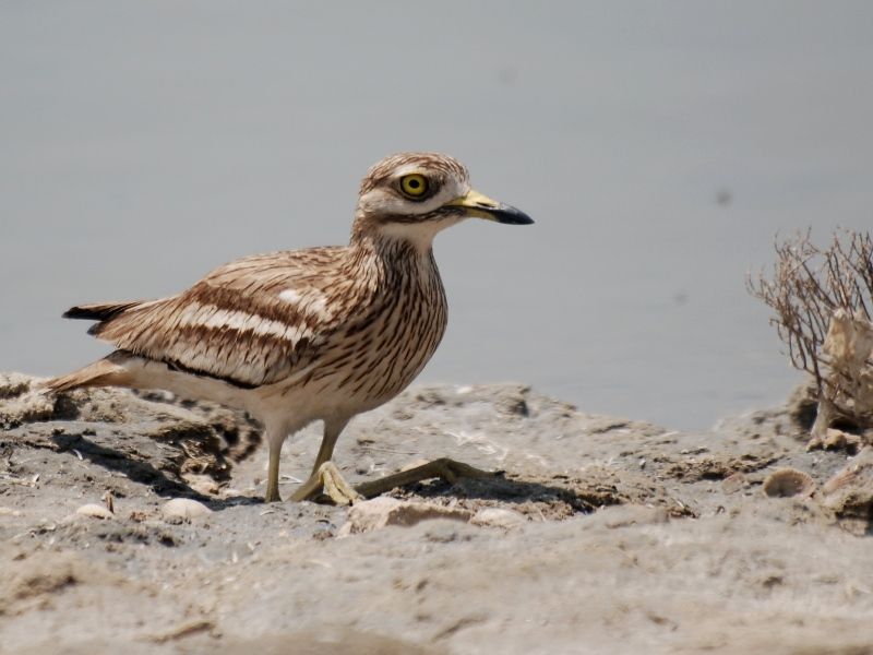 Eurasian Stone-curlew