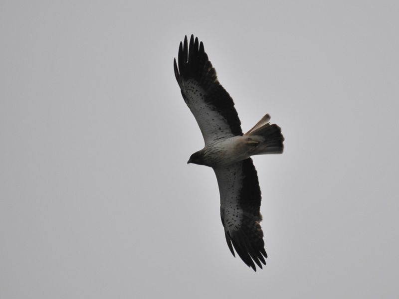 Booted Eagle