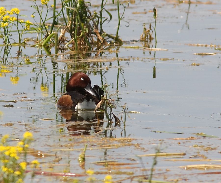 Ferruginous Duck