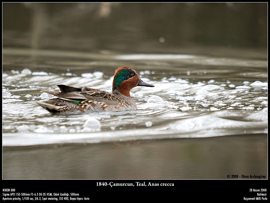 Eurasian Teal