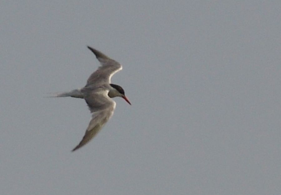 Common Tern