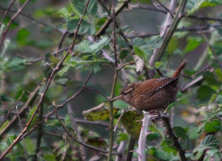 Eurasian Wren