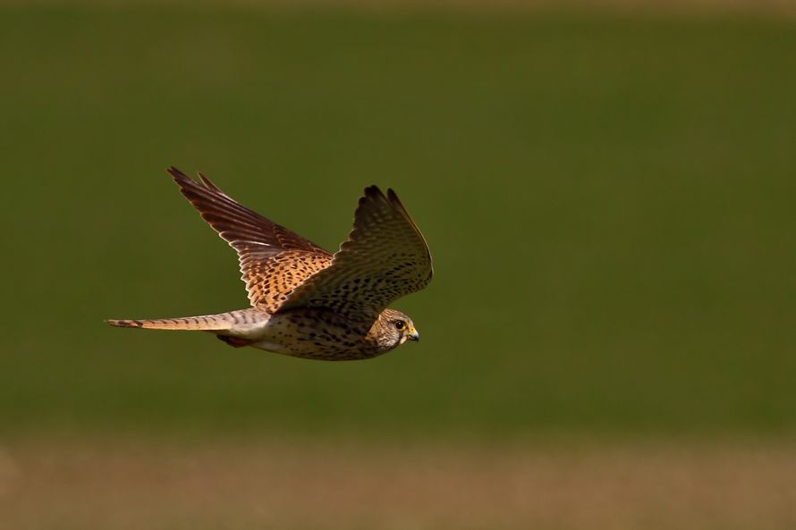 Common Kestrel